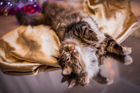 tabby cat playing on a colored background with accessoriesの写真素材