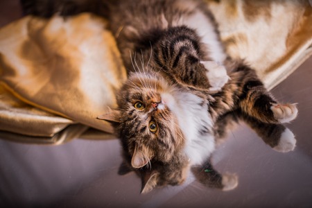 tabby cat playing on a colored background with accessoriesの写真素材