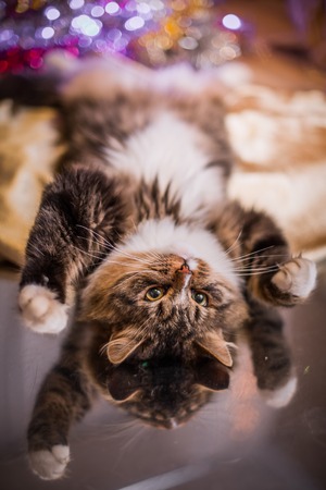 tabby cat playing on a colored background with accessoriesの写真素材