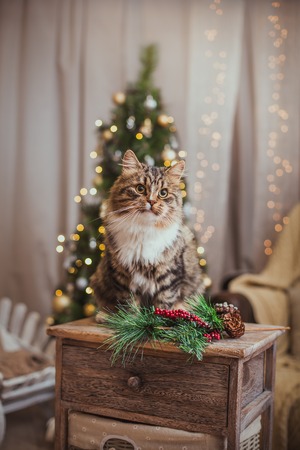 Tabby cat plays at the Christmas tree, Christmas holidaysの写真素材