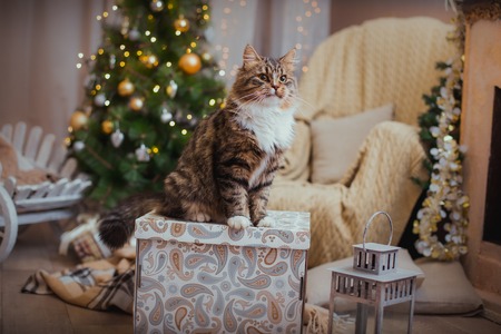 Tabby cat plays at the Christmas tree, Christmas holidaysの写真素材