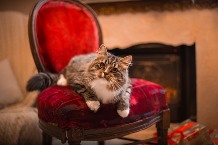 Tabby cat plays at the Christmas tree, Christmas holidaysの写真素材