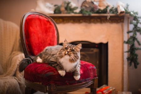 Tabby cat plays at the Christmas tree, Christmas holidaysの写真素材
