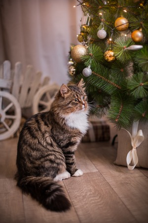 Tabby cat plays at the Christmas tree, Christmas holidaysの写真素材