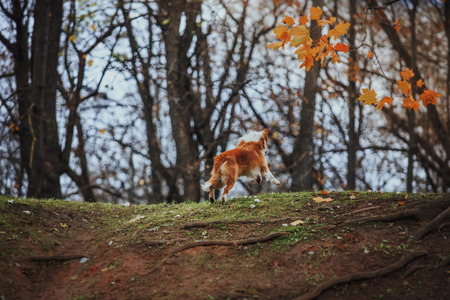 Border Collie dog breed in the park in autumn