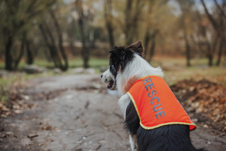 Border Collie dog breed in the park in autumnの写真素材