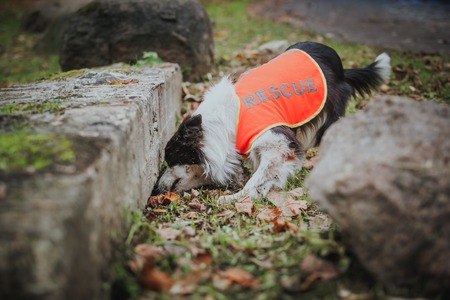 Border Collie dog breed in the park in autumnの写真素材