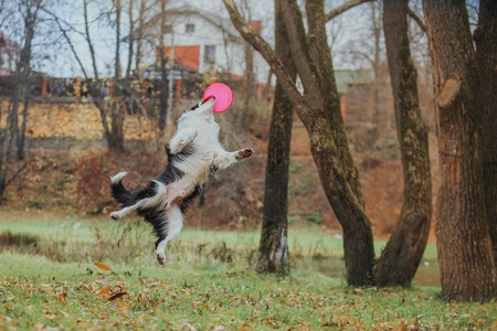 Border Collie dog breed in the park in autumnの写真素材