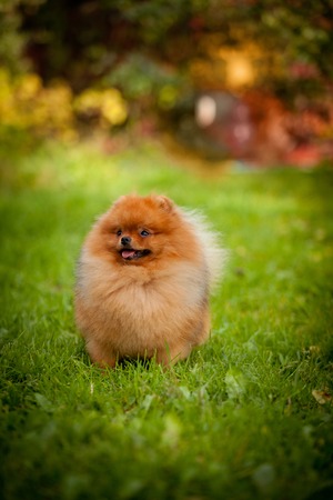 Pomeranian young dog breed redhead in natureの写真素材