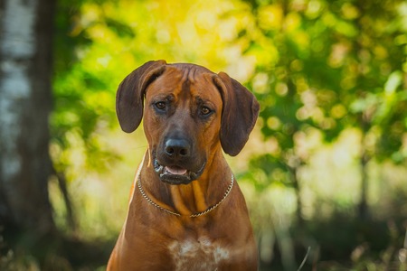 Beautiful Rhodesian Ridgeback dog on the nature playsの写真素材