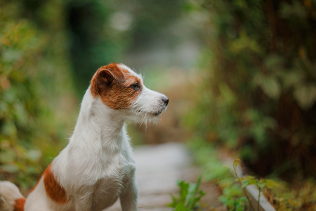 Cheerful dog, Jack Russell Terrier playing