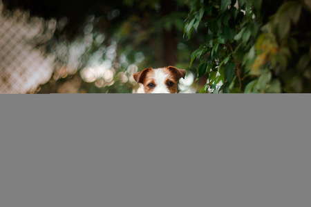 Cheerful dog, Jack Russell Terrier playingの写真素材