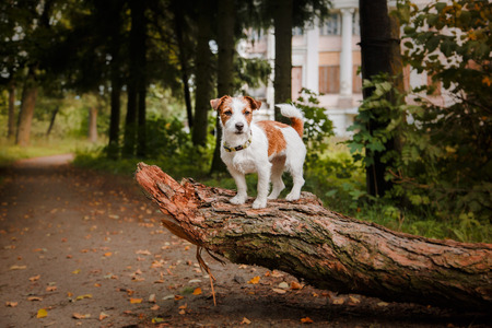Cheerful dog, Jack Russell Terrier playingの写真素材