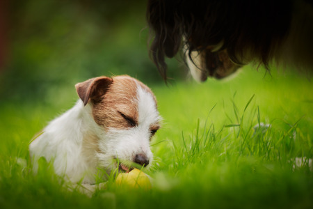 Cheerful dog, Jack Russell Terrier playingの写真素材