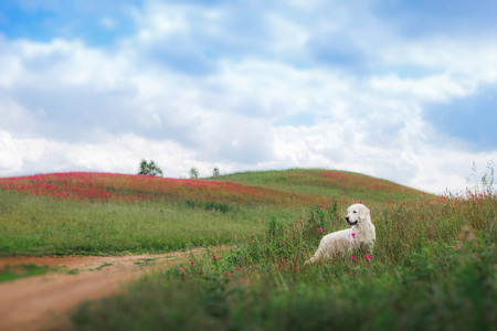beautiful dog in flowers field, on the nature of motionの写真素材
