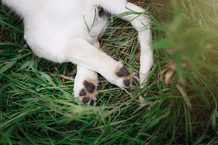 tum, paws golden retriever puppy Outdoors grassの写真素材