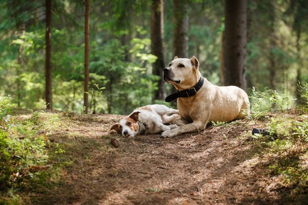 Jack Russell Terrier and a pit bull in the forestの写真素材