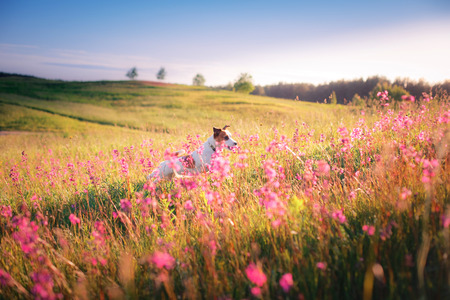 Dog jumping in the beautiful flower fieldsの写真素材