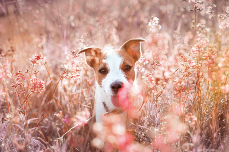 Dog jumping in the beautiful flower fieldsの写真素材