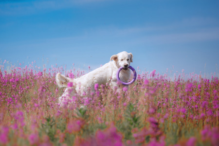 beautiful dog in flowers field, on the nature of motionの写真素材