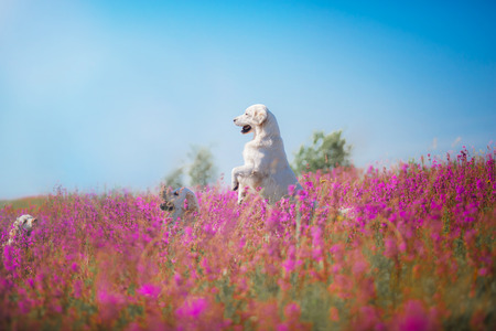 beautiful dog in flowers field, on the nature of motionの写真素材
