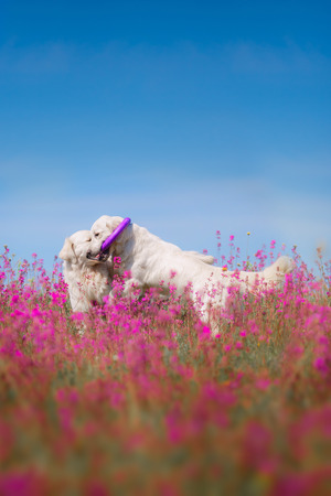 beautiful dog in flowers field, on the nature of motionの写真素材