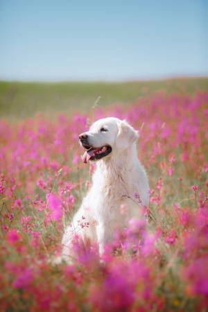 beautiful dog in flowers field, on the nature of motionの写真素材
