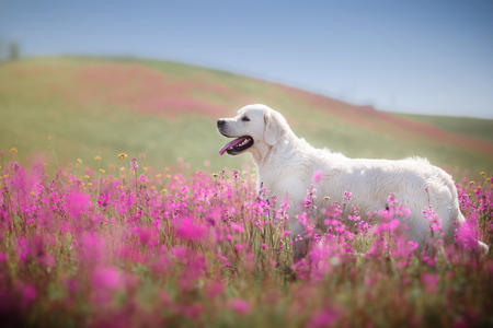 beautiful dog in flowers field, on the nature of motionの写真素材