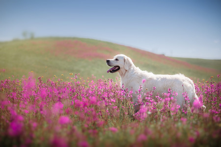 beautiful dog in flowers field, on the nature of motion