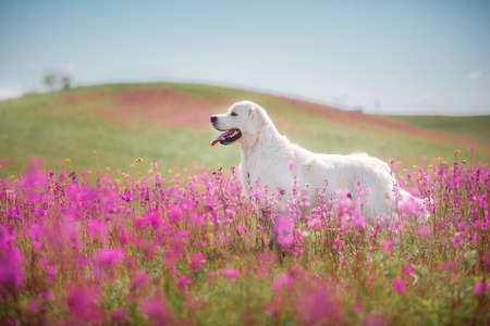 beautiful dog in flowers field, on the nature of motion