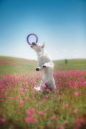 beautiful dog in flowers field, on the nature of motion