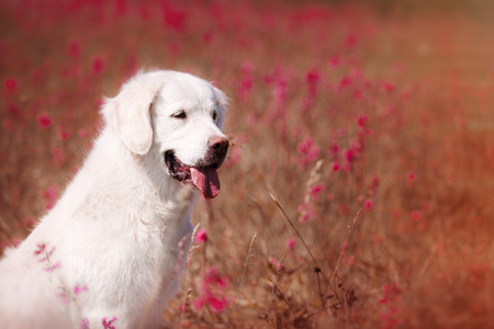 beautiful dog in flowers field, on the nature of motionの写真素材