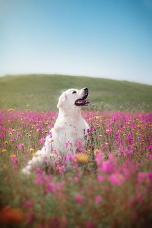 beautiful dog in flowers field, on the nature of motionの写真素材