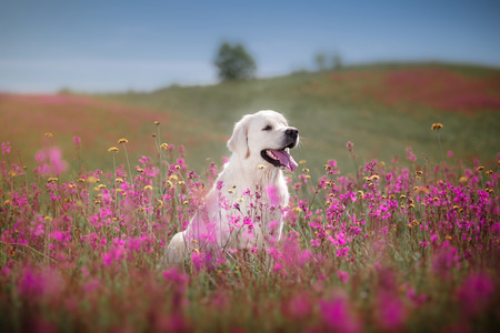 beautiful dog in flowers field, on the nature of motion