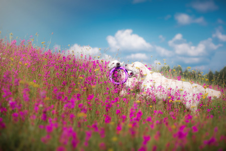 beautiful dog in flowers field, on the nature of motionの写真素材
