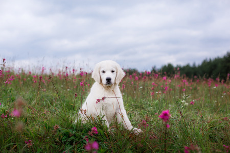 beautiful dog in flowers field, on the nature of motion