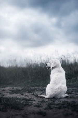 Dog on summer nature beautiful  on natureの写真素材
