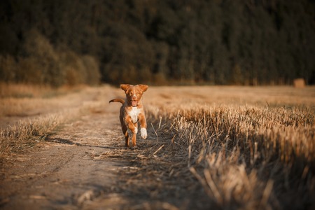 Nova Scotia Duck Tolling Retriever runs on a walk