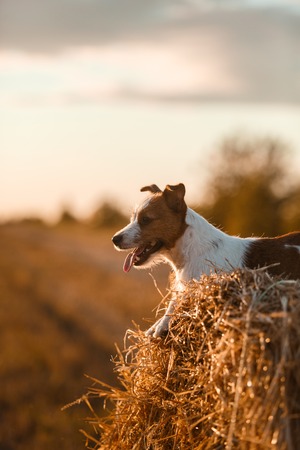 dog hay on the field, playful and active Terrierの写真素材