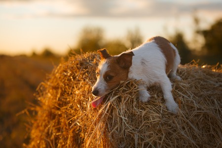 dog hay on the field, playful and active Terrierの写真素材