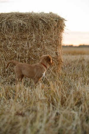 Nova Scotia Duck Tolling Retriever runs on a walkの写真素材