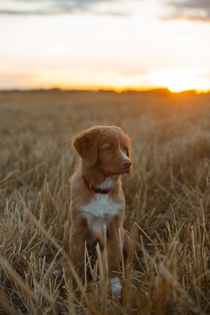 Nova Scotia Duck Tolling Retriever runs on a walkの写真素材