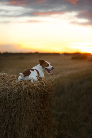 dog hay on the field, playful and active Terrierの写真素材