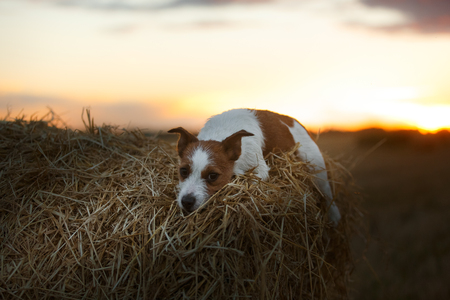 dog hay on the field, playful and active Terrierの写真素材