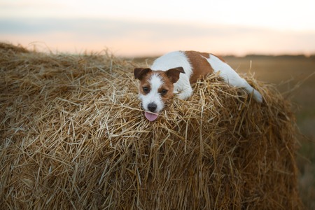 dog hay on the field, playful and active Terrierの写真素材