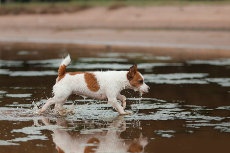 Dog runs on the beach to play an active Terrierの写真素材