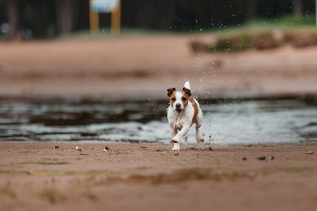 Dog runs on the beach to play an active Terrierの写真素材