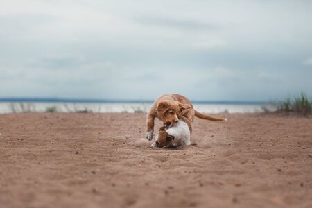 Dog runs on the beach to play an active