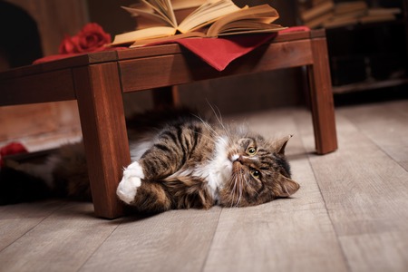 Gray and Black Tabby Cat Relaxing, tabby cat lying under the chair, on the floorの写真素材