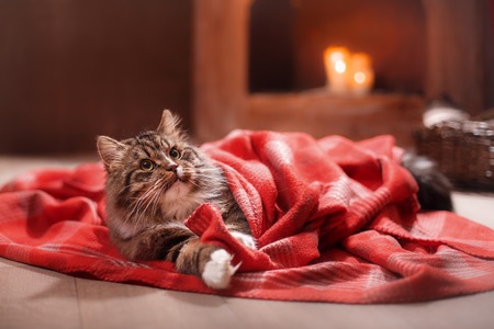 Gray and Black Tabby Cat Relaxing, Cat lying on the floor in a blanketの写真素材